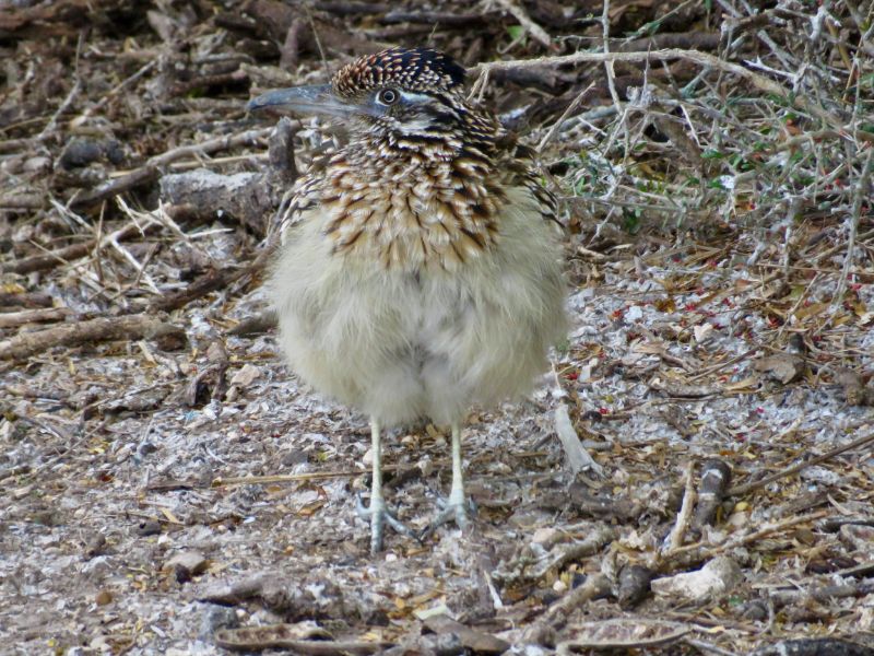 Greater Roadrunner